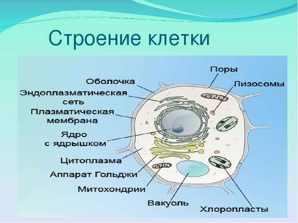 Строение клетки – таблица с органоидами и их функциями (9 класс)