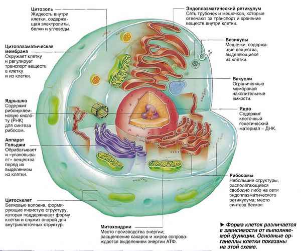 Строение клетки человека и ее функции в организме
