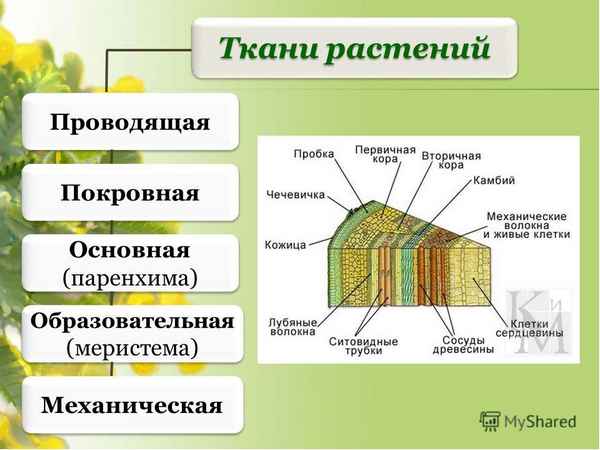 Ткани растений – строение и функции в таблице, виды и типы
