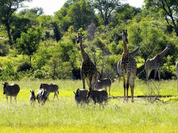 Национальные парки Африки, заповедники