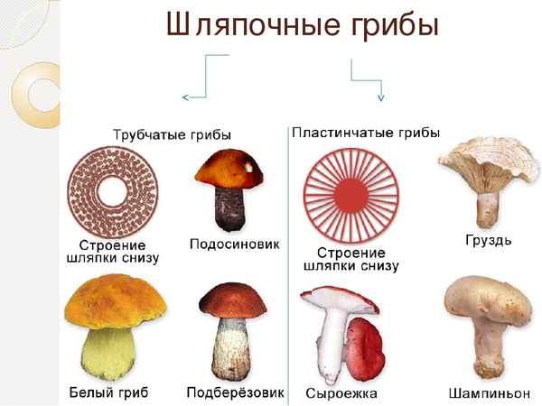 Шляпочные грибы – строение, как образуются споры (5 класс, биология)