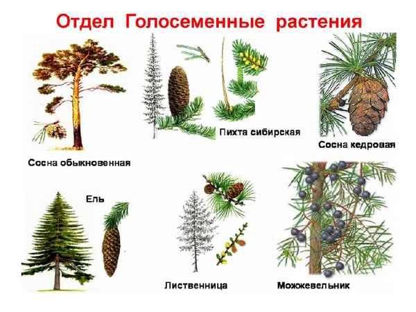 Голосеменные растения – особенности строения, примеры представителей отдела