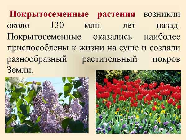 Охраняемые виды покрытосеменных растений (биология, 5 класс)