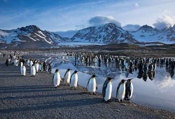 Природа Антарктиды – природные ресурсы и зоны, особенности охраны