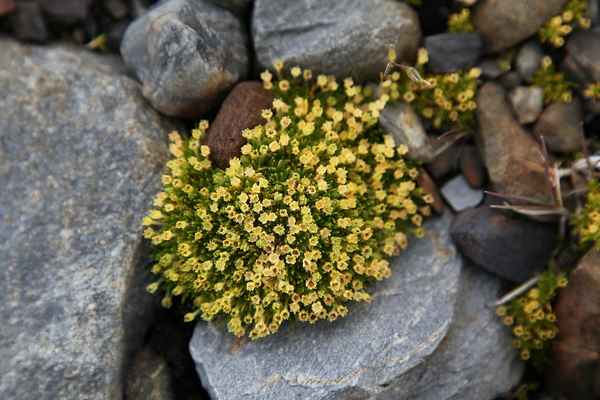 Растения Антарктиды – растительность и лишайники списком