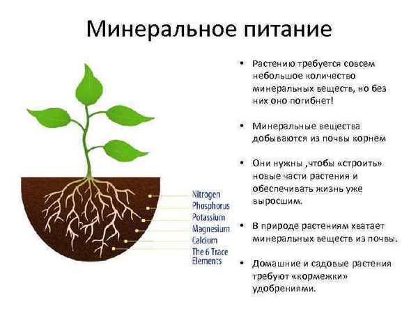 Минеральное питание растений и фотосинтез, корень и корневище как органы питания (6 класс)