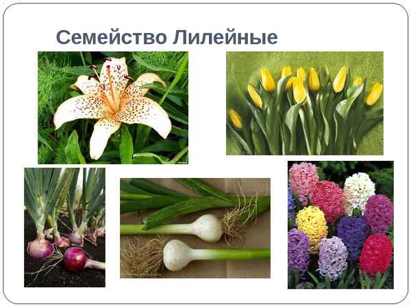 Семейство Лилейные – общая хаpaктеристика представителей, формула цветка растений