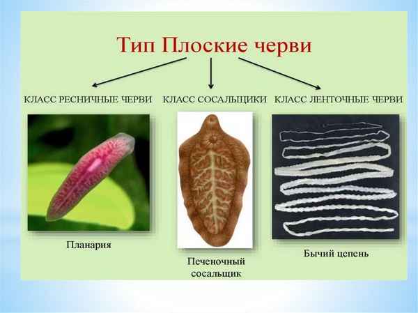 Тип Плоские черви – общая хаpaктеристика и признаки в таблице (биология, 7 класс)