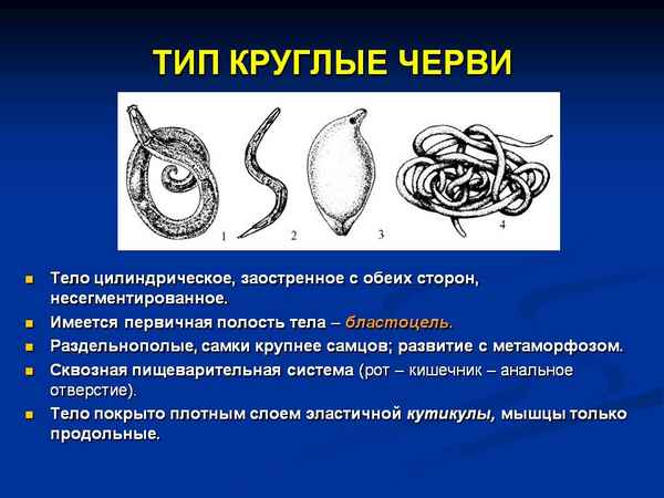 Тип Круглые черви – кровеносная и выделительная системы, образ жизни