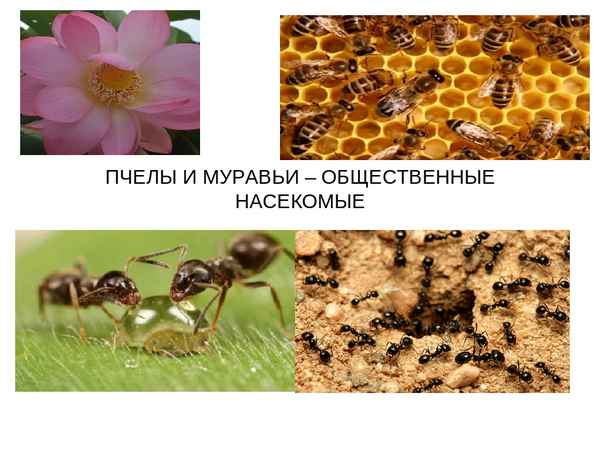 Общественные насекомые муравьи и пчелы