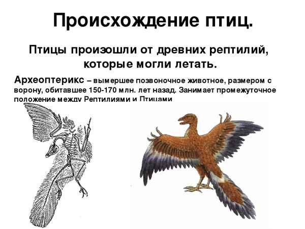 Происхождение птиц – кратко об эволюции