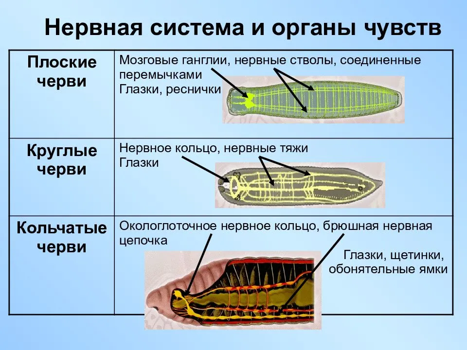 Нервная система круглых червей – основной орган