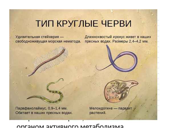 Круглые черви – представители классов