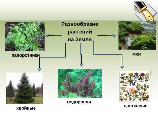 Разнообразие растений (3 класс окружающий мир) – таблица