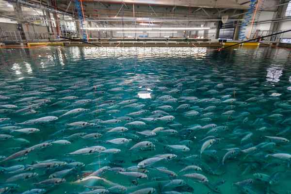 Рыбное хозяйство и рыбоводство – предприятия России