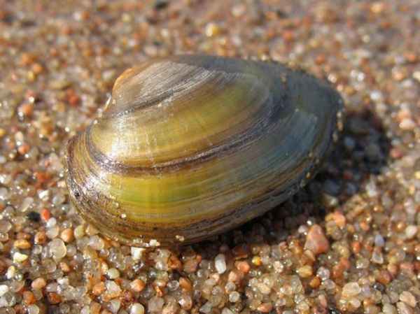 Двустворчатые моллюски – представители класса, особенности строения систем (7 класс)