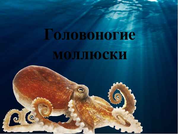 Головоногие моллюски (7 класс) – кровеносная система представителей