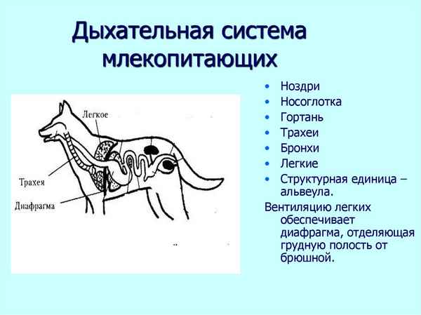 Дыхательная система млекопитающих – органы и ткани