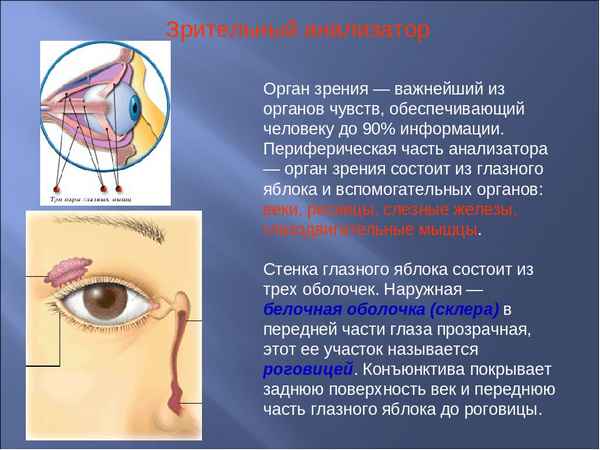 Зрительный анализатор или орган зрения (биология, 8 класс)