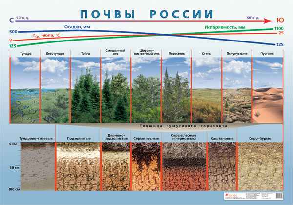Почвы России – географическое положение, типы и разнообразие в таблице