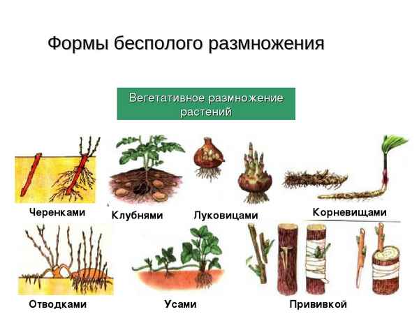 Бесполое размножение у растений с примерами