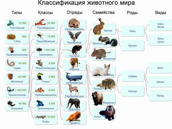 Классификация животных и животного мира – виды в таблице (биология, 7 класс)