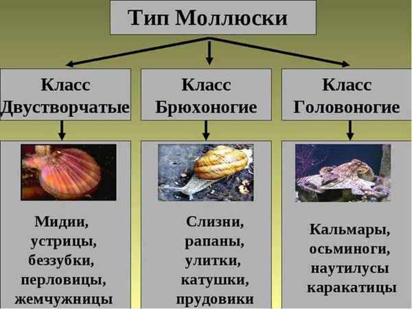Тип Моллюски – чем питаются, нервная система, особенности жизнедеятельности