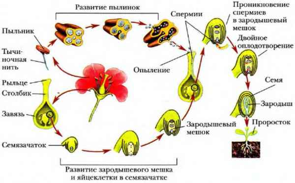 Оплодотворение и размножение у растений (биология, 10 класс)