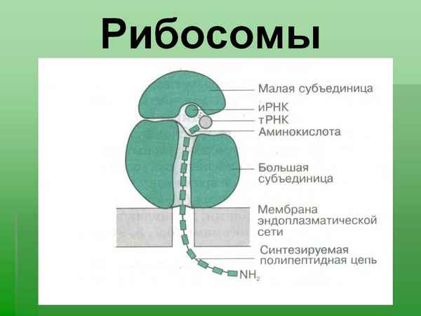 Рибосомы – строение и функции, синтез белка, аминокислот и АТФ (9 класс, биология)
