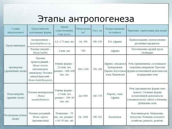 Стадии антропогенеза в таблице (11 класс, биология)