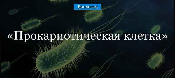 Прокариотическая клетка у вирусов и животных (биология, 10 класс)