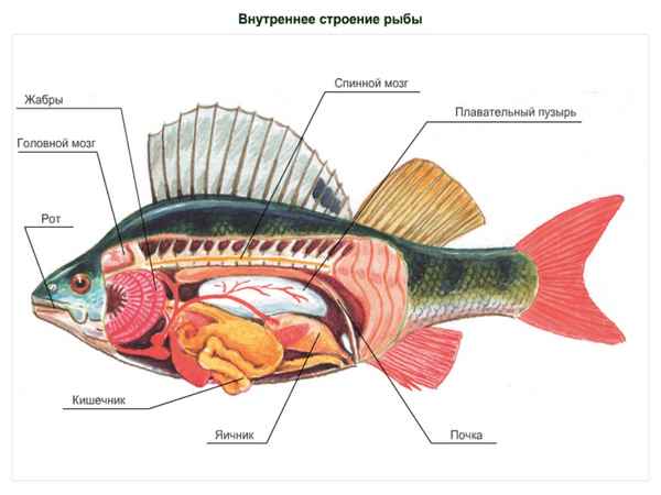 Рыбы (биология, 7 класс) – отряды, развитие внешнего строения