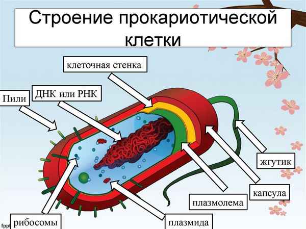 Строение прокариотической клетки – особенности хромосом (10 класс, биология)